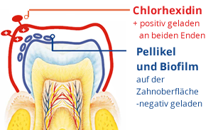 Wirkungsweise von Chlorhexidin